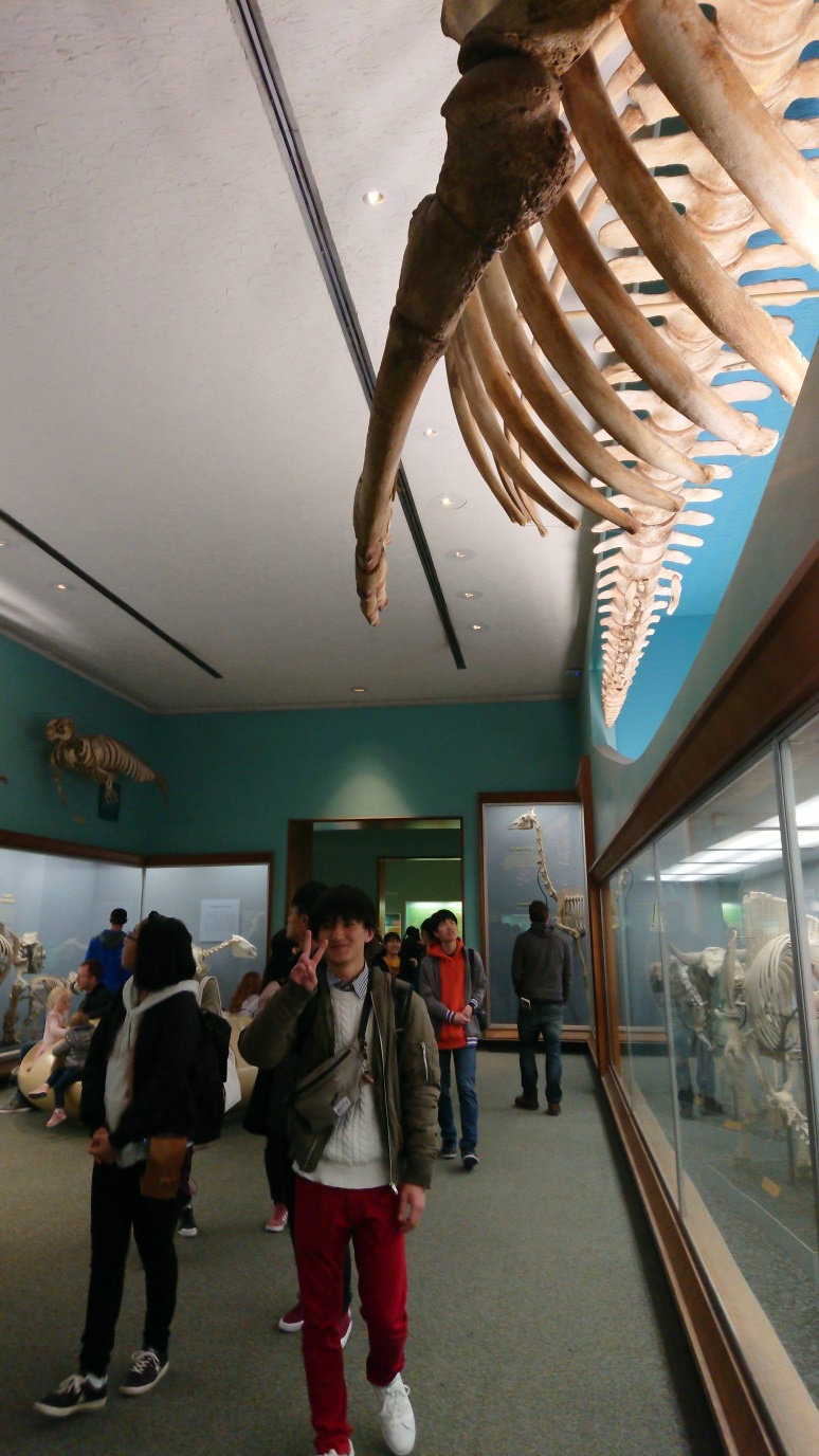 鯨の骨格標本
