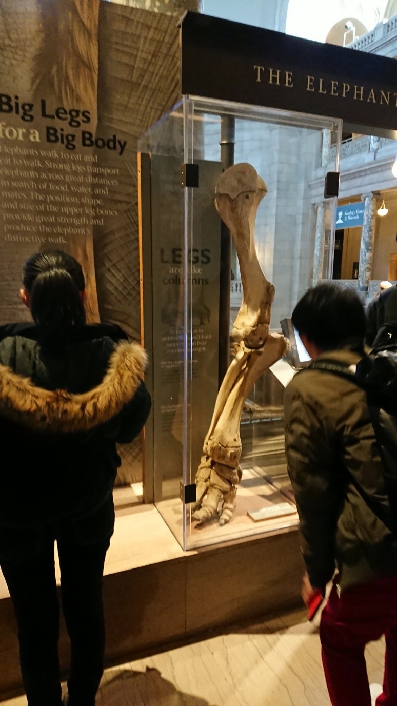 象の足の骨格標本